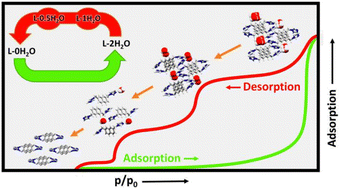 Graphical abstract: Reversible phase transformations upon water uptake/removal in crystalline material of a bipodal N-donor ligand and evaluation of the stability of the hydrates formed