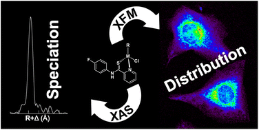 Graphical abstract: X-ray fluorescence microscopy and X-ray absorption spectroscopy reveal the stability of the plecstatin-1 scaffold in biological model systems: comparison of Ru, Os and Ir analogues
