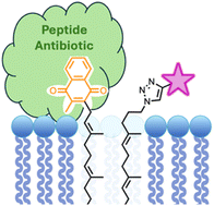 Graphical abstract: Chemical diversification of polyprenyl quinones for mechanistic studies on menaquinone-binding peptide antibiotics