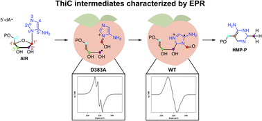Graphical abstract: Insights into the initial steps of the thiamin pyrimidine synthase (ThiC)-catalyzed reaction through EPR spectroscopic characterization of radical intermediates