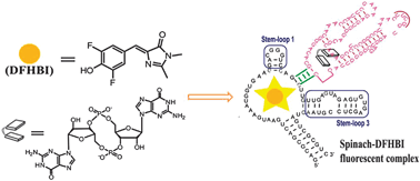 Graphical abstract: Nanomolar fluorescent detection of c-di-GMP using a modular aptamer strategy