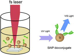 Graphical abstract: Bioconjugated silicon quantum dots from one-step green synthesis