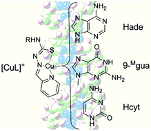 Graphical abstract: Selectivity of a thiosemicarbazonatocopper(ii) complex towards duplex RNA. Relevant noncovalent interactions both in solid state and solution