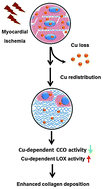 Graphical abstract: Decreased copper concentrations but increased lysyl oxidase activity in ischemic hearts of rhesus monkeys