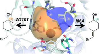 Graphical abstract: Exploring the reversal of enantioselectivity on a zinc-dependent alcohol dehydrogenase