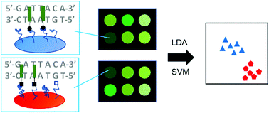 Graphical abstract: Differential array sensing for cancer cell classification and novelty detection