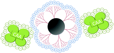 Graphical abstract: Poly(amidoamine)-coated magnetic particles for enhanced detection of Schistosoma circulating anodic antigen in endemic urine samples