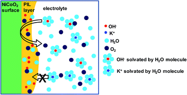 Graphical abstract: Poly(ionic liquid) binders as ionic conductors and polymer electrolyte interfaces for enhanced electrochemical performance of water splitting electrodes