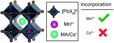 Graphical abstract: Doping and phase segregation in Mn2+- and Co2+-doped lead halide perovskites from 133Cs and 1H NMR relaxation enhancement