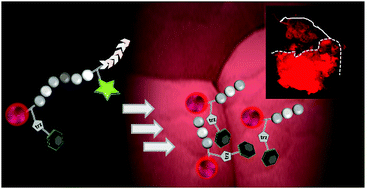 Graphical abstract: A matrix metalloproteinase activation probe for painting human tumours