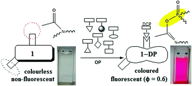 Graphical abstract: Selective DCP detection with xanthene derivatives by carbonyl phosphorylation