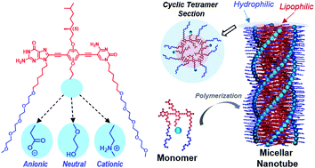 Graphical abstract: Exploring the tubular self-assembly landscape of dinucleobase amphiphiles in water