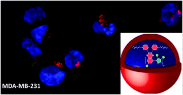 Graphical abstract: Rational design of aqueous conjugated polymer nanoparticles as potential theranostic agents of breast cancer