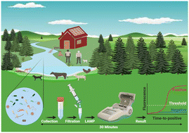 Graphical abstract: In-field LAMP assay for rapid detection of human faecal contamination in environmental water