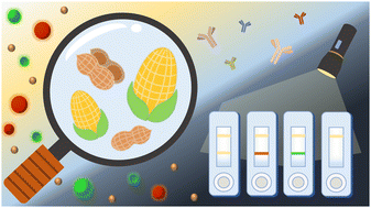 Graphical abstract: Hybrid polymer dot-magnetic nanoparticle based immunoassay for dual-mode multiplexed detection of two mycotoxins