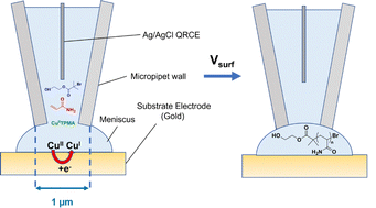 Graphical abstract: Localised polymerisation of acrylamide using single-barrel scanning electrochemical cell microscopy