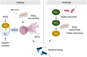 Graphical abstract: Two-dimensional molybdenum disulfide nanosheets evoke nitric oxide-dependent antibacterial effects