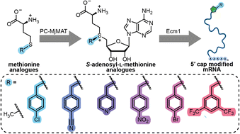 Graphical abstract: Post-synthetic benzylation of the mRNA 5′ cap via enzymatic cascade reactions