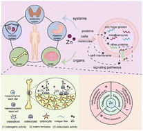 Graphical abstract: Zinc-based biomaterials for bone repair and regeneration: mechanism and applications