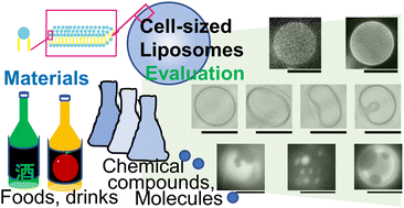 Graphical abstract: Materials evaluation using cell-sized liposomes