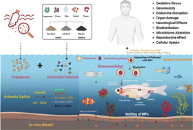 Graphical abstract: Particulate matter and nanoplastics: synergistic impact on Artemia salina