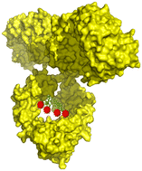 Graphical abstract: Technical, preclinical, and clinical developments of Fc-glycan-specific antibody–drug conjugates