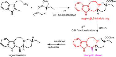 Graphical abstract: C–H functionalization of 2-alkyl tryptamines: direct assembly of azepino[4,5-b]indoles and total synthesis of ngouniensines