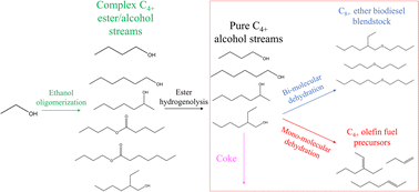 Graphical abstract: Production of drop-in biodiesel blendstocks via competitive acid-catalyzed dehydration reactions using ethanol oligomerization products