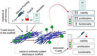 Graphical abstract: Non-destructive approaches for retrieving T-cells from fibrous scaffolds for therapeutic applications