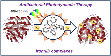 Graphical abstract: Photoactivated antibacterial activity of Fe(iii) complexes via singlet oxygen-mediated bacterial membrane lysis