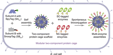 Graphical abstract: A modular two-component protein cage for spatially organized enzymatic assembly and enhanced metabolic flux