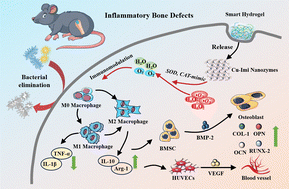 Graphical abstract: Ligand-dependent activity engineering of Cu-MOFs based on biomimetic strategies for nanozyme-decorated smart hydrogels for therapy of inflammatory bone defects