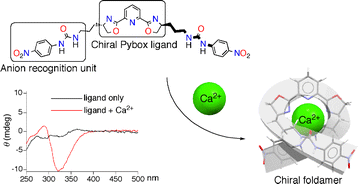 Graphical abstract: Ca2+-induced folding of a chiral ditopic receptor based on a Pybox ligand and enhancement of anion recognition