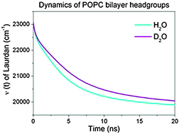 Graphical abstract: Effect of heavy water on phospholipid membranes: experimental confirmation of molecular dynamics simulations