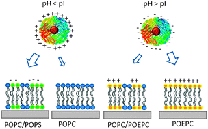 Graphical abstract: Well-defined lipid interfaces for protein adsorption studies