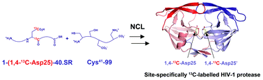 Graphical abstract: Ionization state of the catalytic dyad Asp25/25′ in the HIV-1 protease: NMR studies of site-specifically 13C labelled HIV-1 protease prepared by total chemical synthesis