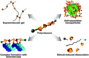 Graphical abstract: Threaded macromolecules as a versatile framework for biomaterials