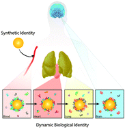 Graphical abstract: Nanoparticle–blood interactions: the implications on solid tumour targeting