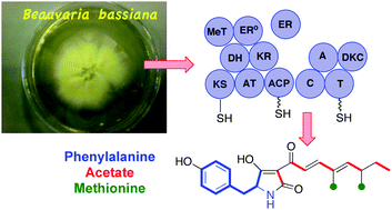 Graphical abstract: Fungal polyketide biosynthesis – a personal perspective