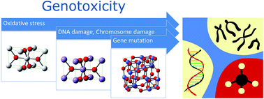 Graphical abstract: Genotoxicity of metal oxide nanomaterials: review of recent data and discussion of possible mechanisms