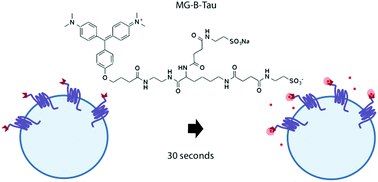 Graphical abstract: Near-instant surface-selective fluorogenic protein quantification using sulfonated triarylmethane dyes and fluorogen activating proteins