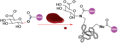 Graphical abstract: Dissecting the reaction of Phase II metabolites of ibuprofen and other NSAIDS with human plasma protein