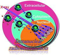 Graphical abstract: Design of an intelligent sub-50 nm nuclear-targeting nanotheranostic system for imaging guided intranuclear radiosensitization