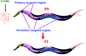 Graphical abstract: Transgenerational safety of nitrogen-doped graphene quantum dots and the underlying cellular mechanism in Caenorhabditis elegans