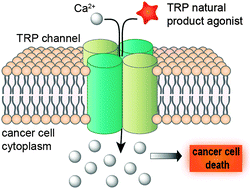 Graphical abstract: Natural product modulators of transient receptor potential (TRP) channels as potential anti-cancer agents