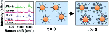 Graphical abstract: Measuring binding kinetics of aromatic thiolated molecules with nanoparticles via surface-enhanced Raman spectroscopy