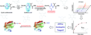 Graphical abstract: Profiling the reactivity of cyclic C-nucleophiles towards electrophilic sulfur in cysteine sulfenic acid