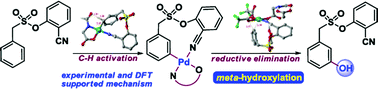 Graphical abstract: Directing group assisted meta-hydroxylation by C–H activation