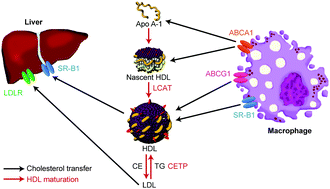 Graphical abstract: High-density lipoproteins for therapeutic delivery systems