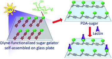 Graphical abstract: Organogel-assisted topochemical synthesis of multivalent glyco-polymer for high-affinity lectin binding